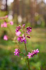 Lychnis viscaria Plena, delicate pink wildflowers.