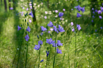Blue bellflower blossom in summer forest.