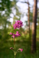 Lychnis viscaria Plena, delicate pink wildflowers.