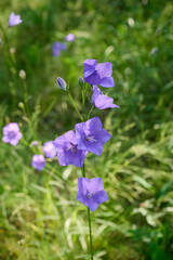 Lychnis viscaria Plena, delicate pink wildflowers.