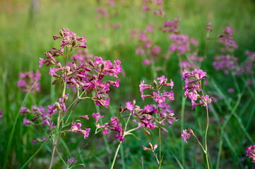 Lychnis viscaria Plena, delicate pink wildflowers.