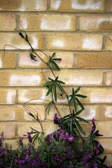 Passion flower shoot with lavender in flower against a wall