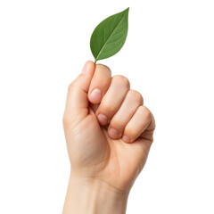 A hand holding a leaf in a fist. Concept of strength and determination, as the hand is clenched tightly around the leaf. The leaf itself represents growth and resilience