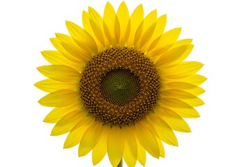 Fototapeta premium Isolated sunflower blossom on white background
