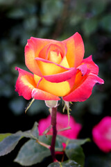 Rose flower bloom petals red rose closeup nature floral beauty romance love garden plant macro freshness elegance natural botanical blossom delicate fragrance valentine summer