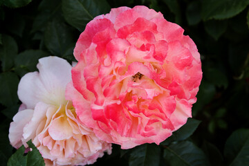 Rose flower bloom petals red rose closeup nature floral beauty romance love garden plant macro freshness elegance natural botanical blossom delicate fragrance valentine summer
