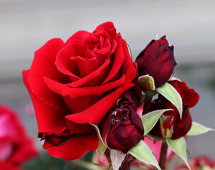 Rose flower bloom petals red rose closeup nature floral beauty romance love garden plant macro freshness elegance natural botanical blossom delicate fragrance valentine summer