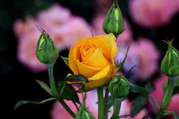 Rose flower bloom petals red rose closeup nature floral beauty romance love garden plant macro freshness elegance natural botanical blossom delicate fragrance valentine summer