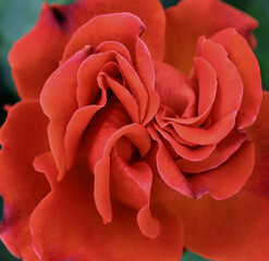 Rose flower bloom petals red rose closeup nature floral beauty romance love garden plant macro freshness elegance natural botanical blossom delicate fragrance valentine summer
