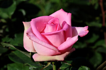 Rose flower bloom petals red rose closeup nature floral beauty romance love garden plant macro freshness elegance natural botanical blossom delicate fragrance valentine summer