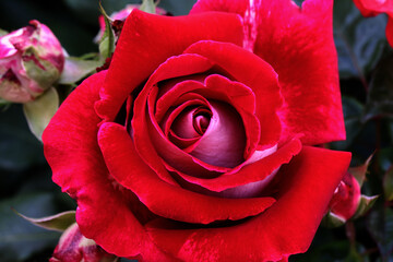 Rose flower bloom petals red rose closeup nature floral beauty romance love garden plant macro freshness elegance natural botanical blossom delicate fragrance valentine summer