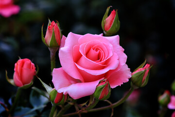 Rose flower bloom petals red rose closeup nature floral beauty romance love garden plant macro freshness elegance natural botanical blossom delicate fragrance valentine summer