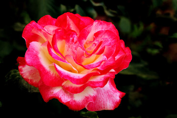 Rose flower bloom petals red rose closeup nature floral beauty romance love garden plant macro freshness elegance natural botanical blossom delicate fragrance valentine summer