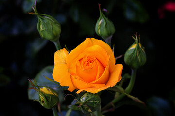 Rose flower bloom petals red rose closeup nature floral beauty romance love garden plant macro freshness elegance natural botanical blossom delicate fragrance valentine summer