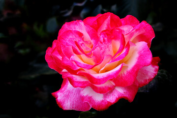 Rose flower bloom petals red rose closeup nature floral beauty romance love garden plant macro freshness elegance natural botanical blossom delicate fragrance valentine summer