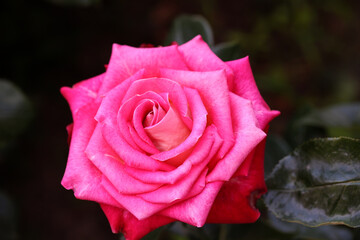 Rose flower bloom petals red rose closeup nature floral beauty romance love garden plant macro freshness elegance natural botanical blossom delicate fragrance valentine summer