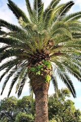 large palm tree, view of palm tree from below, mediterranean tree