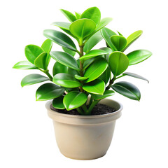 green plant in a pot