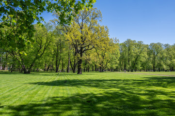 A clearing in the park with old trees and a walking path.
