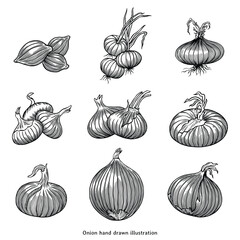 Vintage Hand Drawn Onion Set – Detailed Vegetable Engraving Illustration