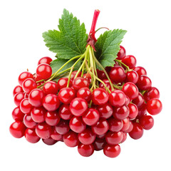 Fototapeta premium red currant isolated on white background