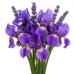 iris flowers isolated on white