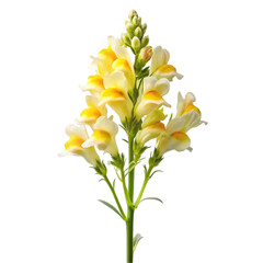 Obraz premium bouquet of yellow flowers isolated