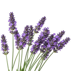 Obraz premium lavender isolated on white background