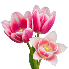 pink tulips isolated on white
