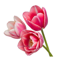 pink tulip isolated on white