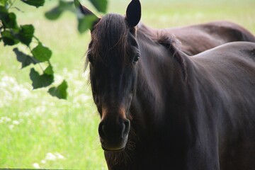 portrait of a horse