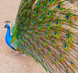 Obraz premium Beautiful Peacock at the zoo