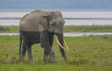 A Tusker walking across the grassland of Kaziranga National Park (India)
