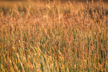 beautiful grass weeds pasture green nature