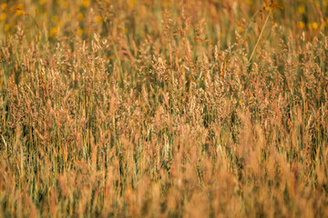 beautiful grass weeds pasture green nature