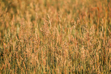 beautiful grass weeds pasture green nature
