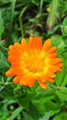 orange flower on green background