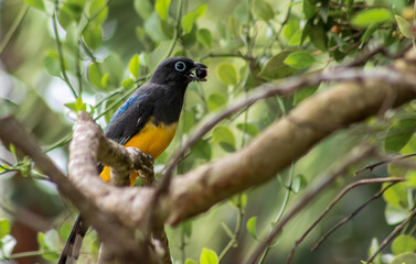 Yellow tropical trogon bird with fruit in its beak hiding in the canopy of the exotic rainforest of the Yucatan peninsula on a sunny morning 