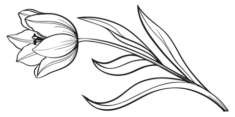 Obraz premium Elegant line drawing of a single tulip