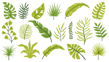 Set of tropical leaves and floral elements like palm, monstera, twigs, and branches in flat cartoon style. © _aine_