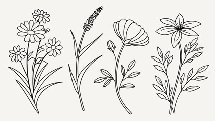 Simple line drawing collection of wildflowers