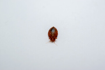 Bedbug - Cimex lectularius