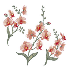 Orchid set. Wild orchid flowers. Home and tropical flowers concept. Orchid for home botany.