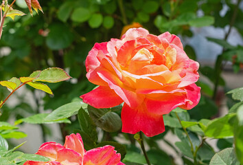 Close-up of a delicate rose in full bloom