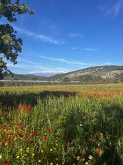 Spring Blossoms and Snowy Summits