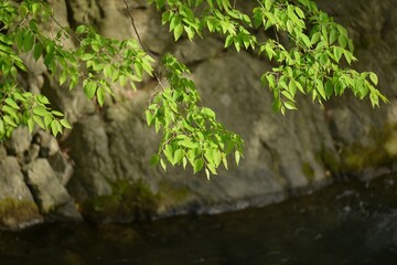 High-resolution images of the Siberian elm tree (Ulmus pumila), also known as  Siberian elm tree  in Korea. Includes leaves, seeds, and bark texture for botanical and educational use.

