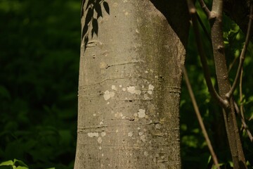 High-resolution images of the Siberian elm tree (Ulmus pumila), also known as  Siberian elm tree  in Korea. Includes leaves, seeds, and bark texture for botanical and educational use.

