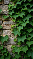 Lush green ivy climbing on a weathered stone wall creating a natural backdrop
