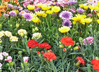Obraz premium Colorful carnations and african daisies growing in a flowerbed