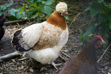 The Dutch Crested Chicken (Dutch: Hollands kuifhoen) is a breed of crested chicken known for centuries. Unna, North Rhine-Westphalia, Germany.